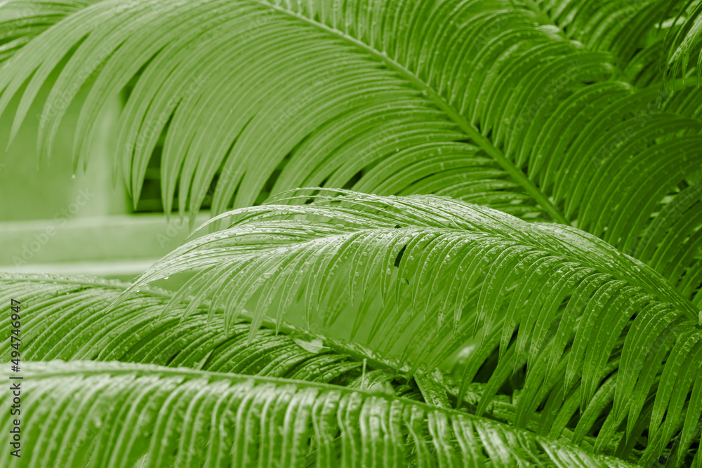 Natural background of palm leaves of rich green color with raindrops. The concept of ecology and summer recreation. Natural background of palm leaves of rich green color with raindrops. The concept of ecology and summer recreation.