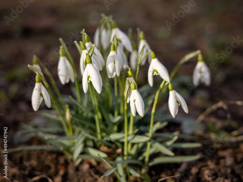 Common snowdrop flowers blooming in the springtime. 