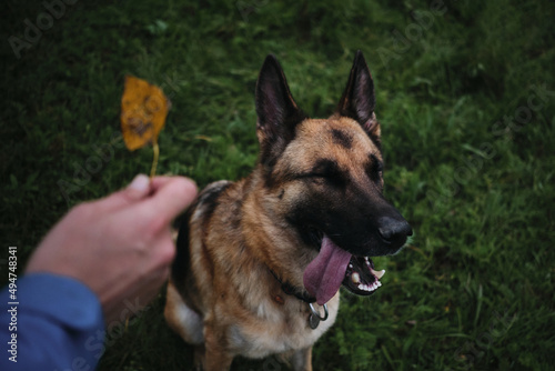 Dog is sitting in green grass in park and smiling with tongue sticking out and eyes closed. Hold one autumn yellow leaf in hand and show it to German Shepherd.