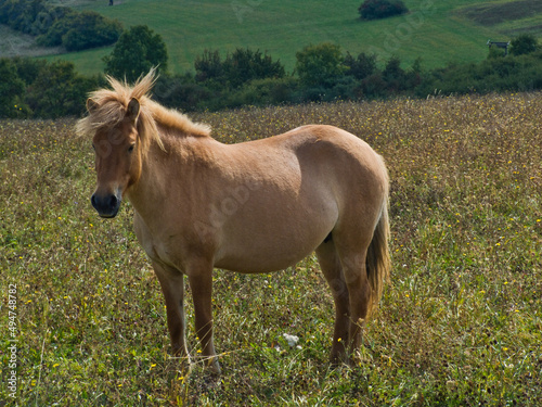 Island-Pferd auf einer Weide am Grenzlandhof im Bliesgau