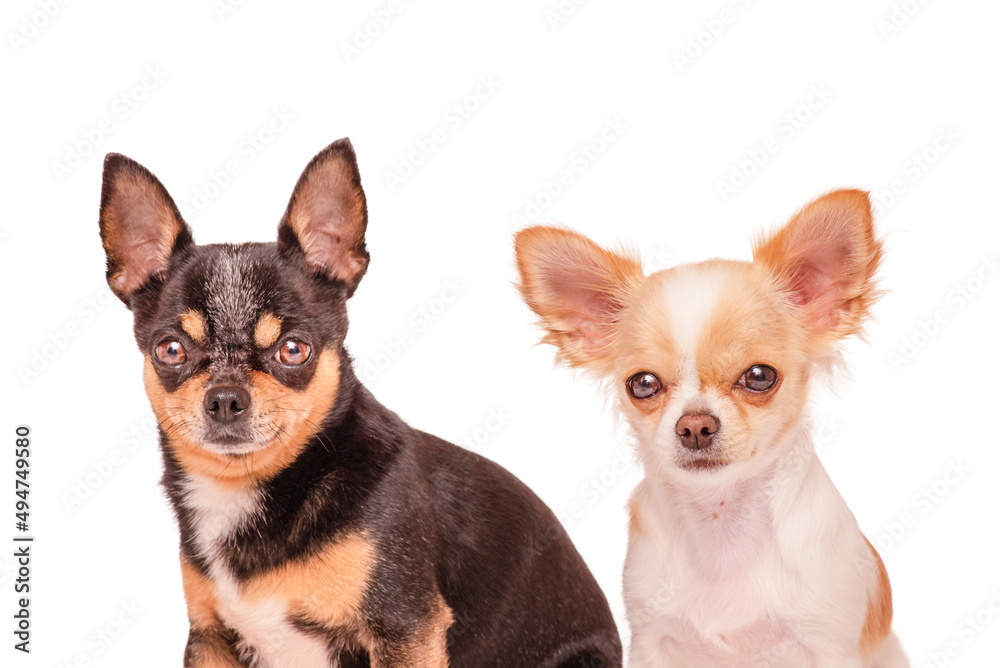 Two black and white chihuahua dogs isolated on a white background. Pets, dogs.