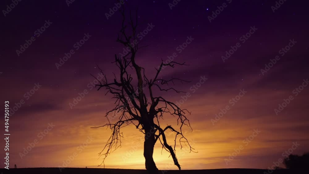 The silhouette of dried tree against astonishing sky, timelapse The silhouette of dried tree against astonishing sky, timelapse