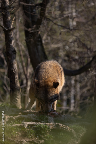 Canvastavla A wolf in a forest looking for food to feed his pack