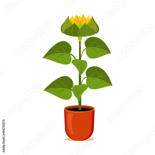 Sunflower grows in a flower pot. Vector illustration of cartoon yellow flower.