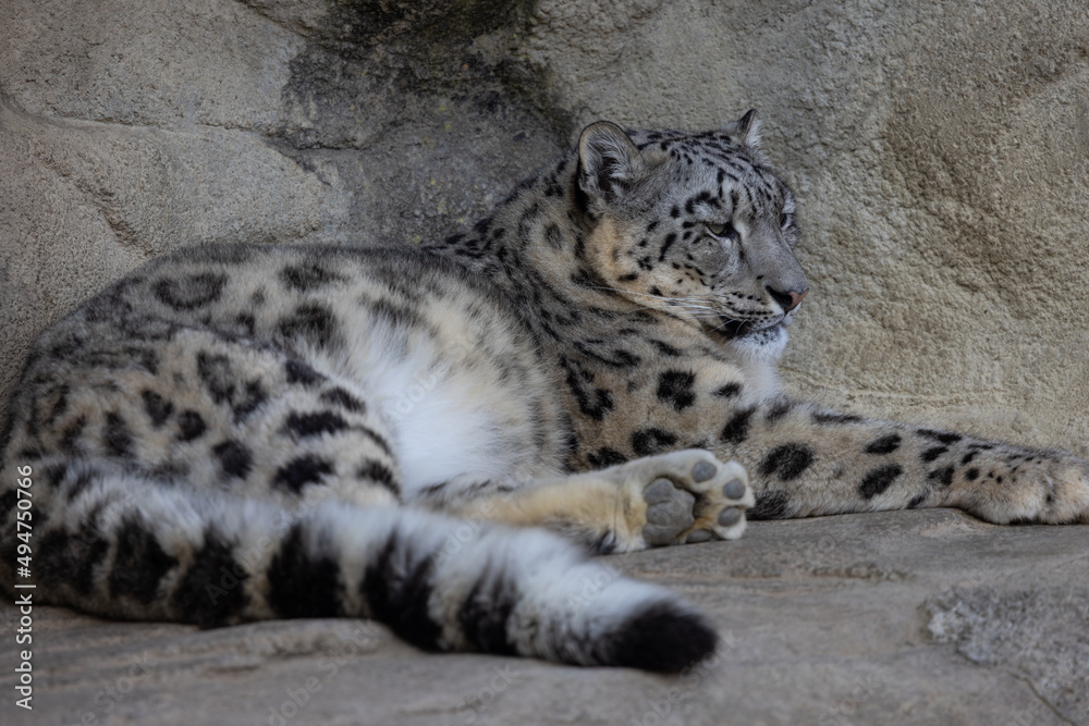 A snow leopard also called Panthera Uncia lies on a ledge and lurks for prey. What beautiful fur this animal has. Amazing nature. A snow leopard also called Panthera Uncia lies on a ledge and lurks for prey. What beautiful fur this animal has. Amazing nature.