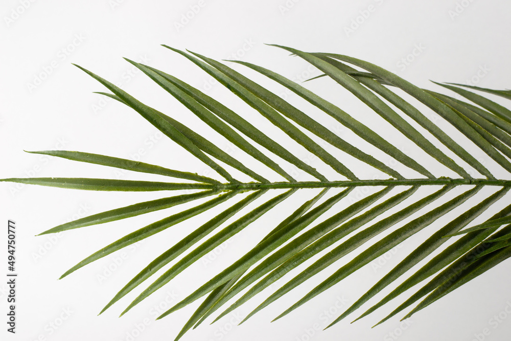 Fototapeta premium Artificial green palm leaf isolated on a white background