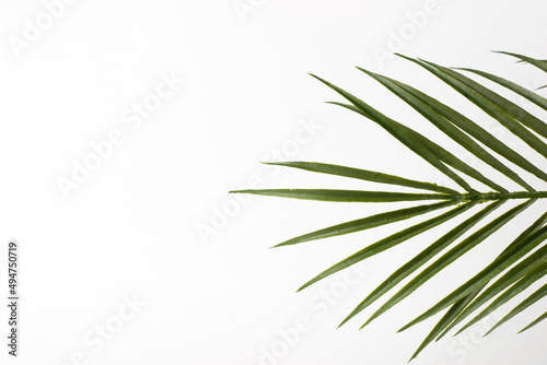Artificial green palm leaf isolated on a white background with copy space