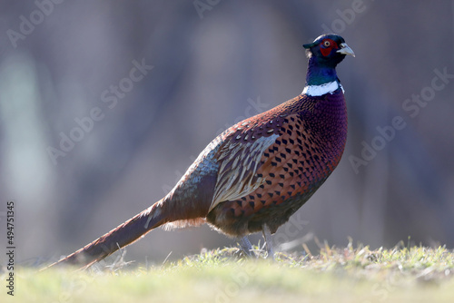 Male common pheasants  phasianus colchicus  displaying in spring mating season.