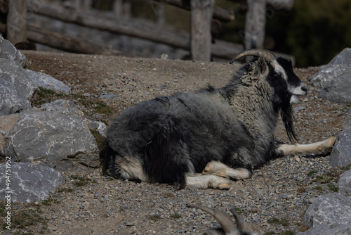 Two goats lie tired on the ground and wait for something to eat again. These animals have beautiful horns.