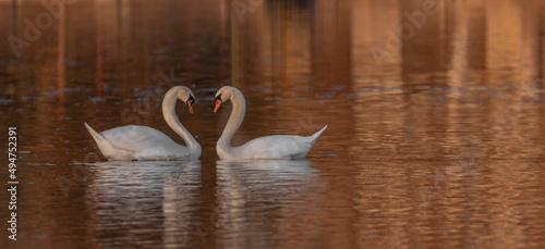 Swans on Cakovce pond in south Bohemia in sunny evening photo