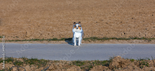 small sheltie pet dog alone on a road photo
