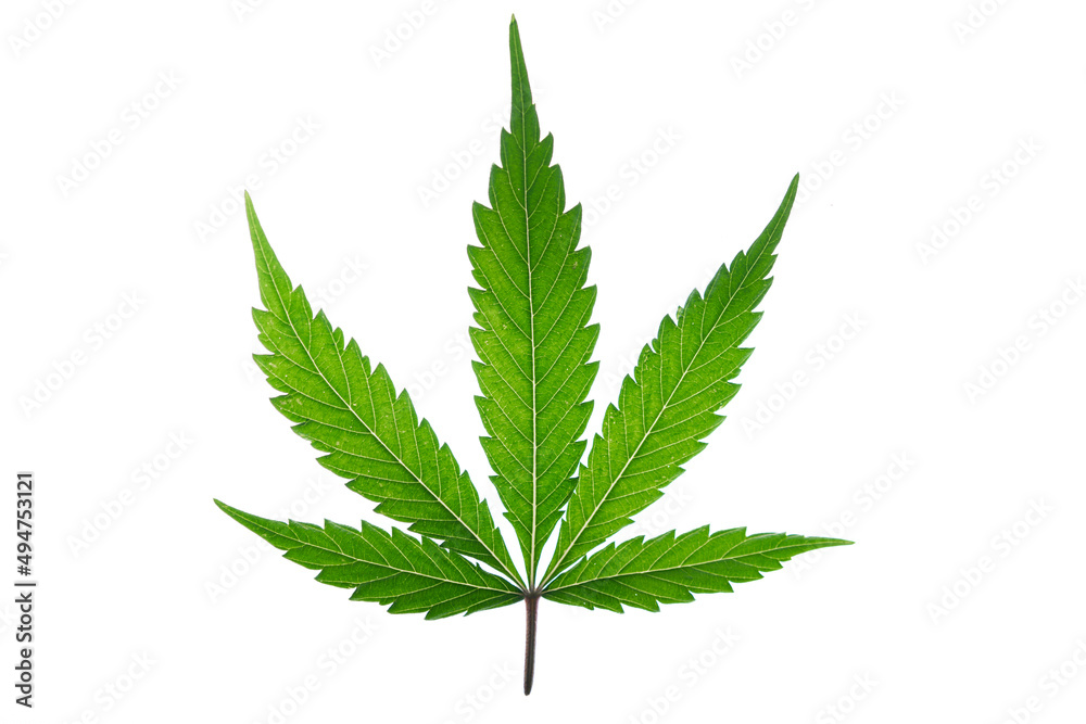 Marijuana green leafs on white background Gelato cookies variety Marijuana green leafs on white background Gelato cookies variety