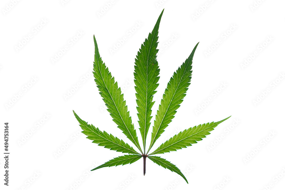 Marijuana green leafs on white background Gelato cookies variety Marijuana green leafs on white background Gelato cookies variety