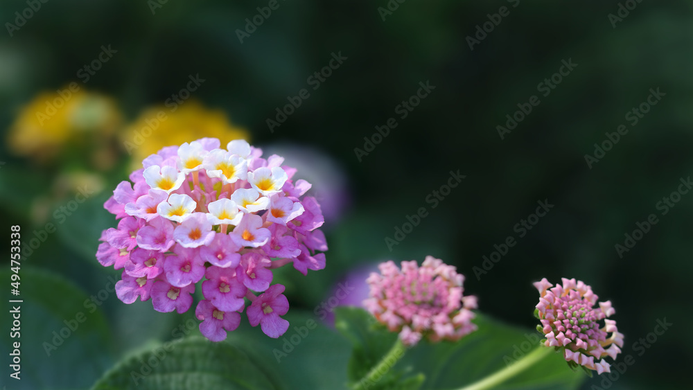 Pink Lantana Camara Flowers. Summer flowers. Close up view of the beautiful Lantana camara flower and has a soft backdrop of summer. Colorful hedge flower Lantana Camara in shallow depth of field Pink Lantana Camara Flowers. Summer flowers. Close up view of the beautiful Lantana camara flower and has a soft backdrop of summer. Colorful hedge flower Lantana Camara in shallow depth of field