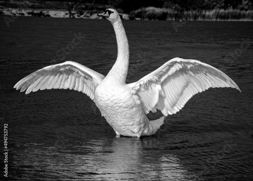 Schwan in der Sonne