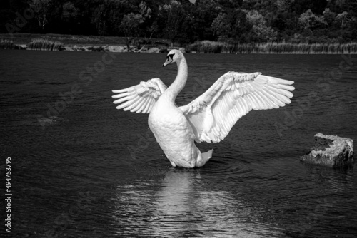 Schwan am Teich