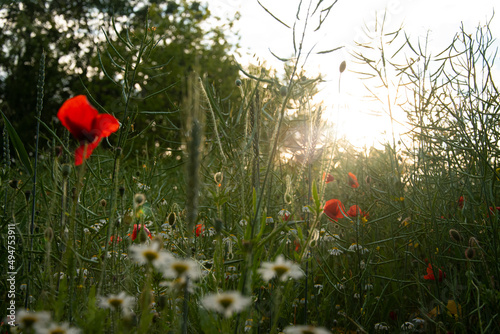 Sonnenuntergang im Mohnfeld
