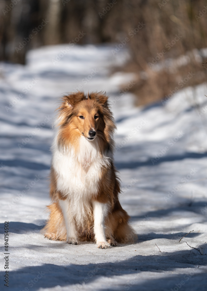 sheltie on a walk in winter. little collie sheltie on a walk in winter. little collie