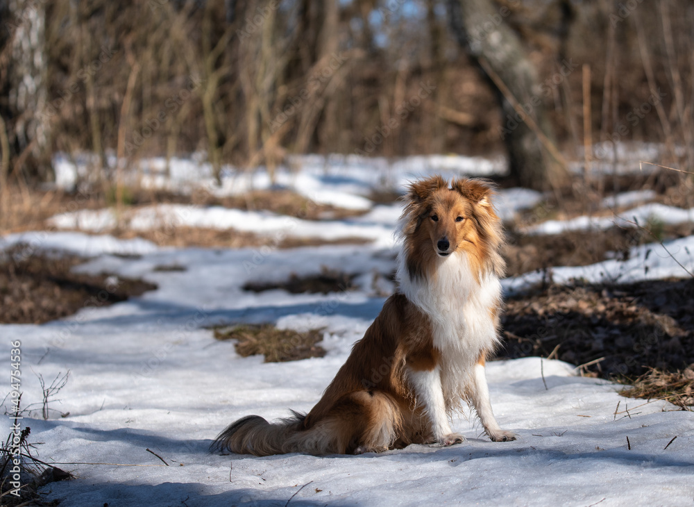 sheltie on a walk in winter. little collie sheltie on a walk in winter. little collie