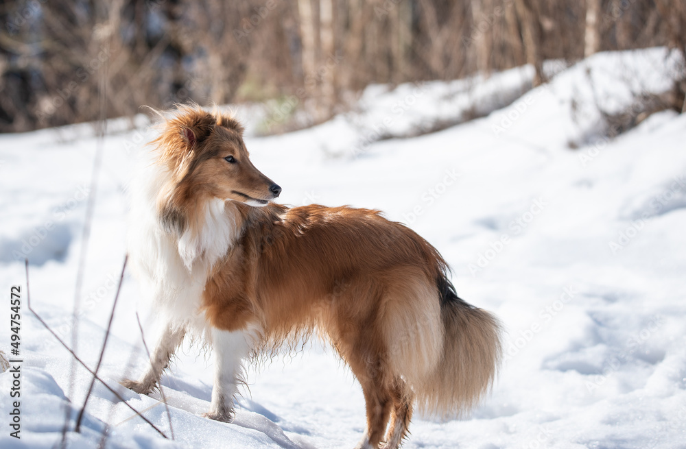 sheltie on a walk in winter. little collie sheltie on a walk in winter. little collie