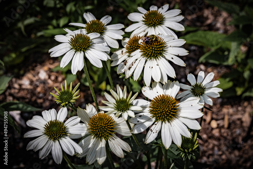 white coneflowers