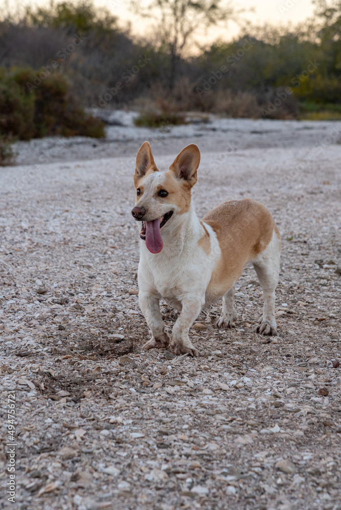A corgi mix on the shore with his tongue hanging out.