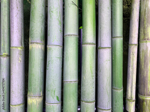 日本庭園 竹の壁 web素材 テクスチャJapanese garden bamboo wall web material texture