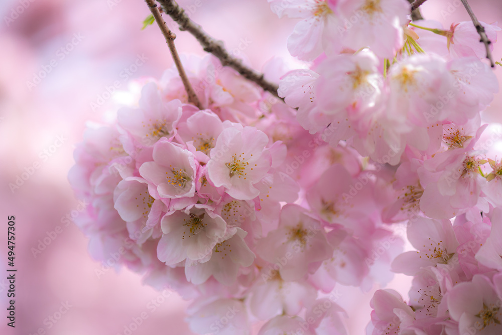 Selectively soft focused blooming pink spring cherry blossoms