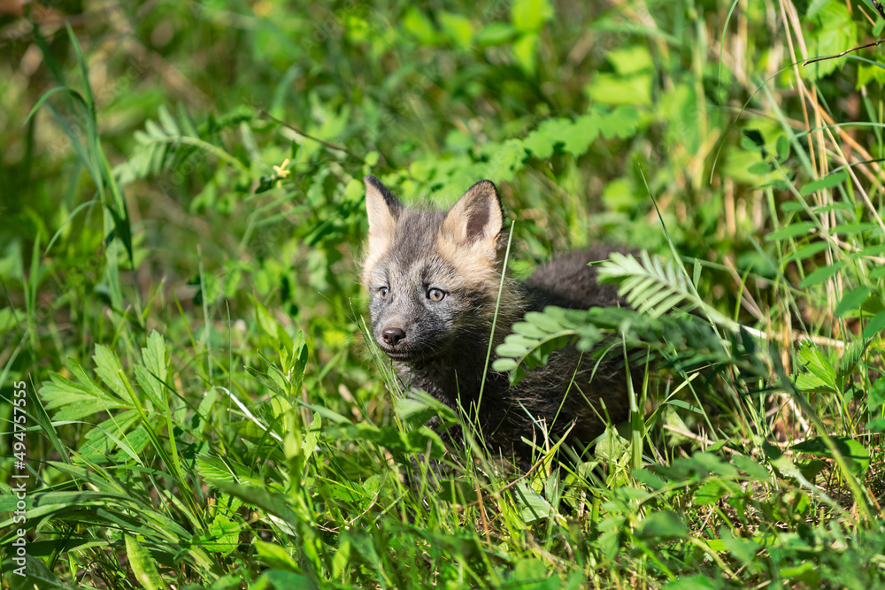 Red Fox (Vulpes vulpes) Kit Stands in Grass Ears Up Summer Red Fox (Vulpes vulpes) Kit Stands in Grass Ears Up Summer