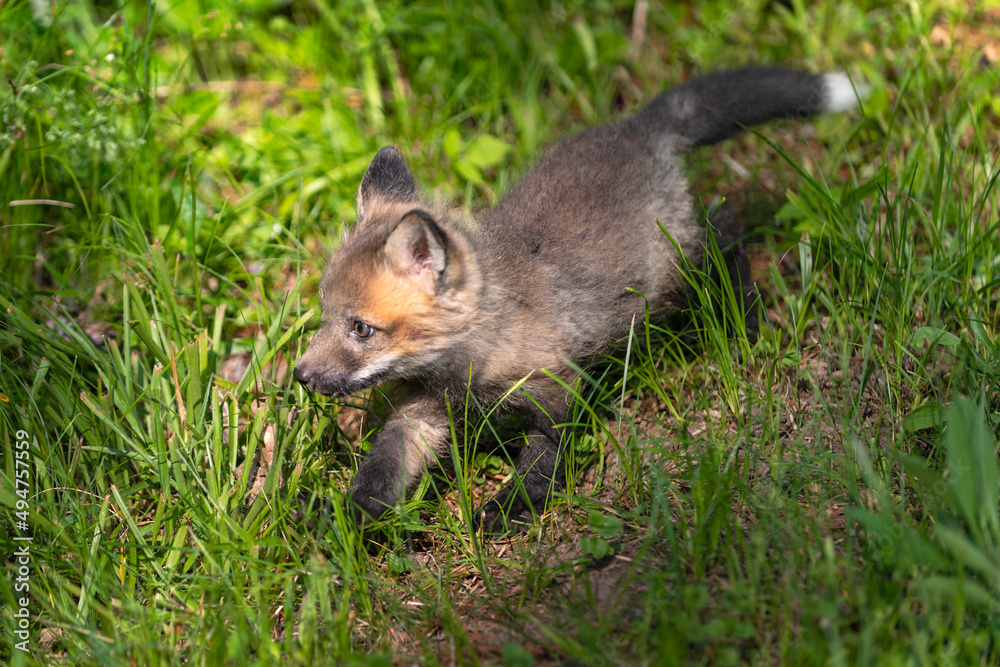Red Fox (Vulpes vulpes) Kit Scampers Through Grass Summer Red Fox (Vulpes vulpes) Kit Scampers Through Grass Summer