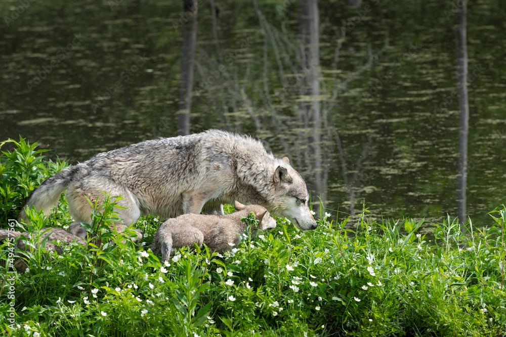 Grey Wolf (Canis lupus) Adult and Pups Walk Across Island Summer Grey Wolf (Canis lupus) Adult and Pups Walk Across Island Summer