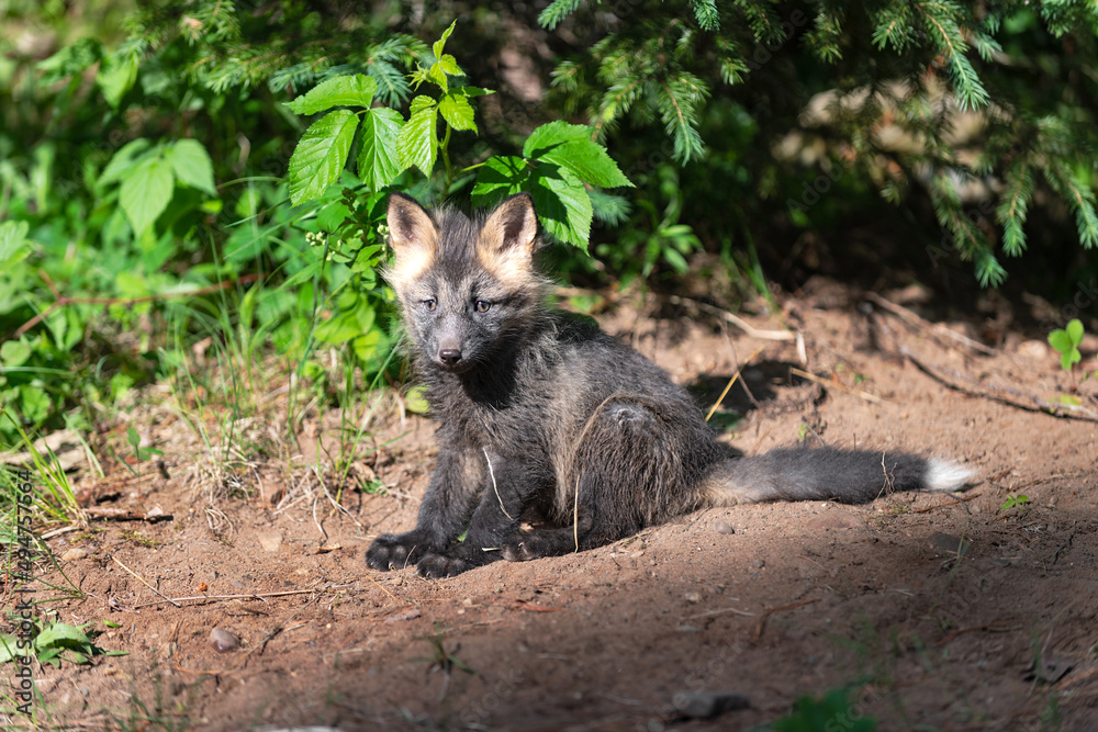 Red Fox (Vulpes vulpes) Kit Sits at Densite Ears Up Summer Red Fox (Vulpes vulpes) Kit Sits at Densite Ears Up Summer