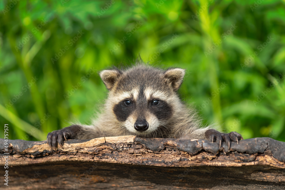 Raccoon (Procyon lotor) Looks Out Over Top of Log Summer