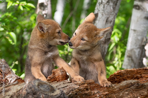 Coyote Pup  Canis latrans  Nuzzles Sibling on Face Summer