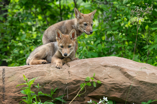 Coyote Pups  Canis latrans  Together on Rock Summer