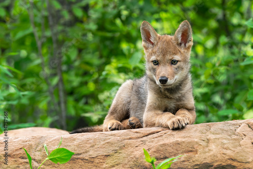 Coyote Pup (Canis latrans) Lies on Rock Looking Forward Summer photo