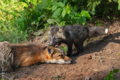 Red Fox (Vulpes vulpes) Kit Paws at Sleeping Adult Summer
