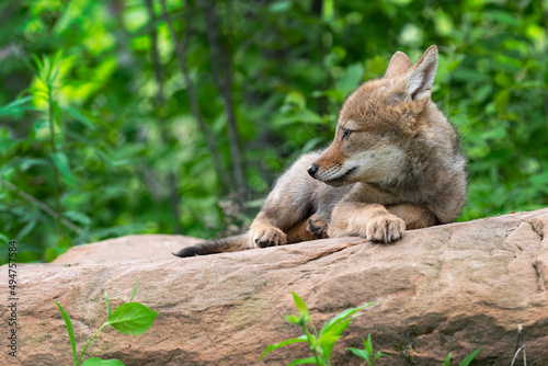 Coyote Pup (Canis latrans) Lies on Rock Looking Left Ears Back Summer