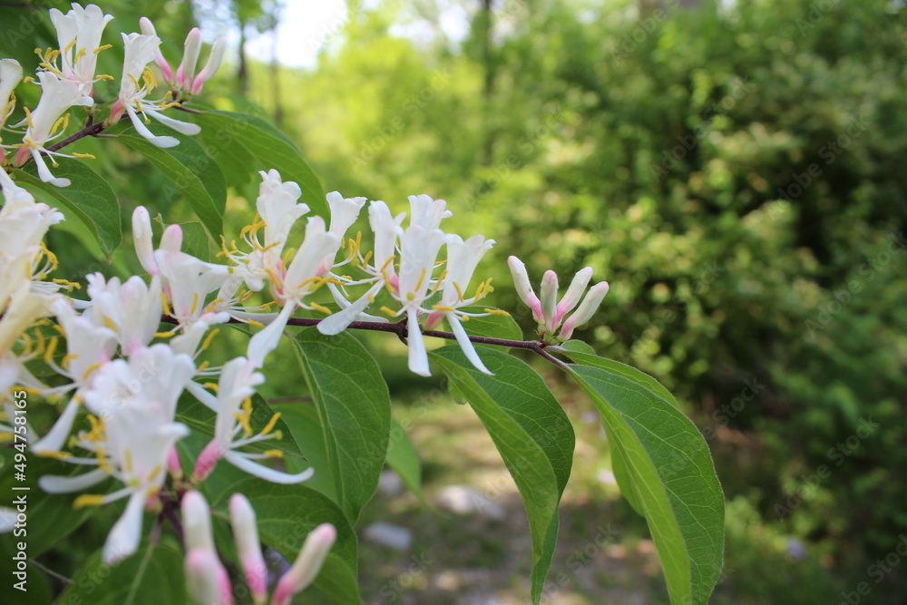 Fototapeta premium Honeysuckle