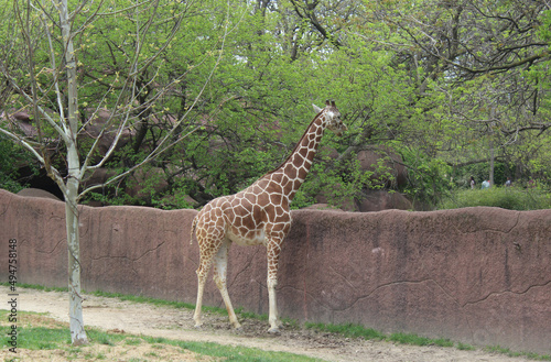 Giraffe