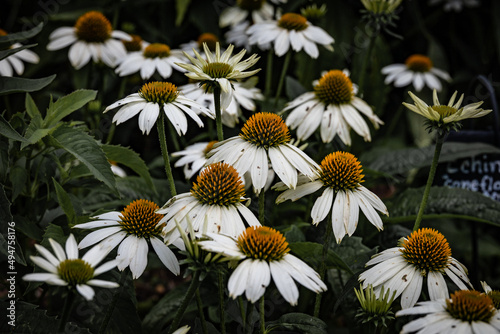 white coneflowers 