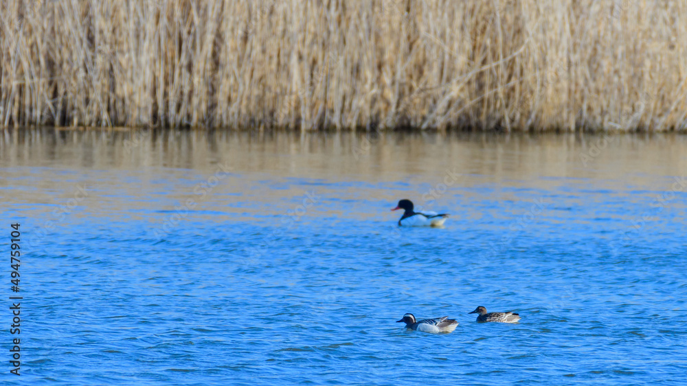 Ducks swimming on the lake. Garganeys Spatula querquedula Ducks swimming on the lake. Garganeys Spatula querquedula
