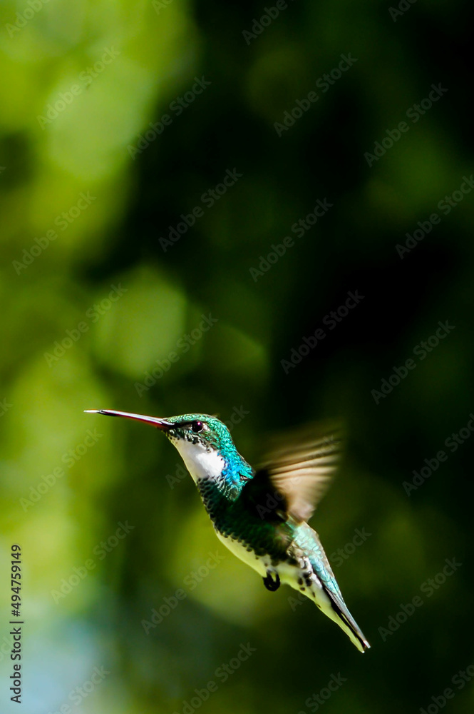 colibri volando con arboles de fondo tomando agua de un bebedero sacando la lengia colibri volando con arboles de fondo tomando agua de un bebedero sacando la lengia