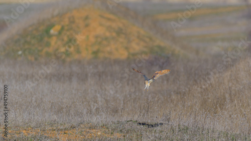 Barn owl, Tyto alba, flying over the red grass. The owl flies with outstretched wings. A wildlife scene from nature
