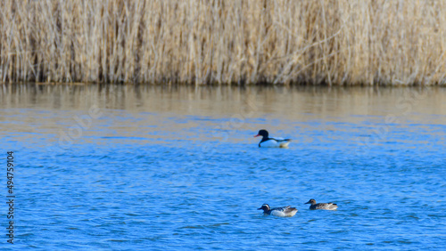 Ducks swimming on the lake. Garganeys Spatula querquedula