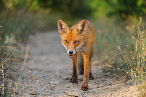 Red fox Vulpes vulpes in the habitat. Animal on a beautiful background © Tatiana