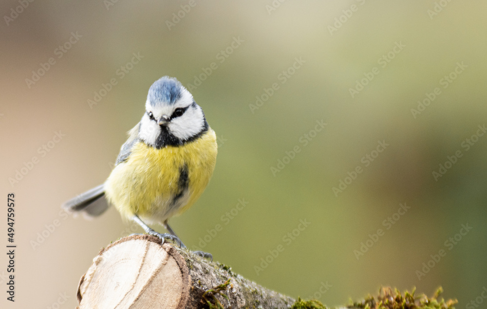 Obraz premium Mésange.