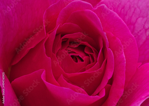 Pink Rose