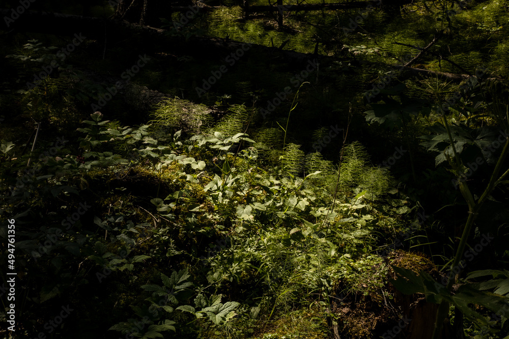 Obraz premium Sun-dappled forest floor covered in moss and plants