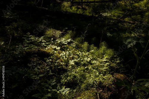 Sun-dappled forest floor covered in moss and plants